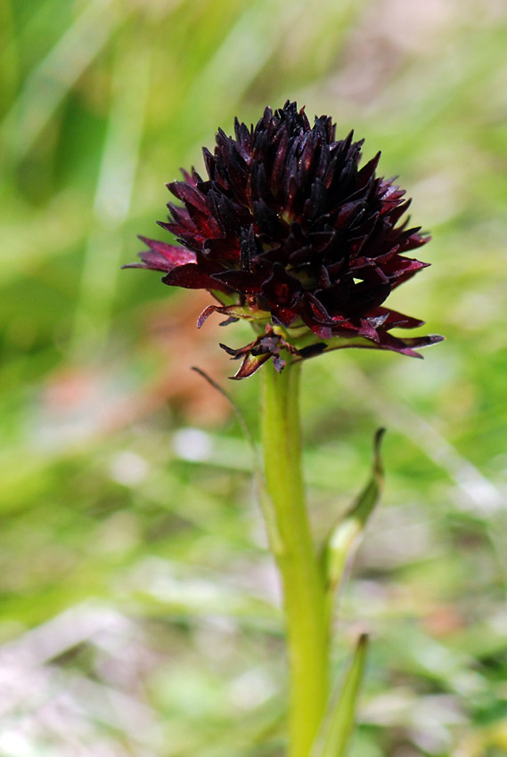 Nigritella.... sp?,